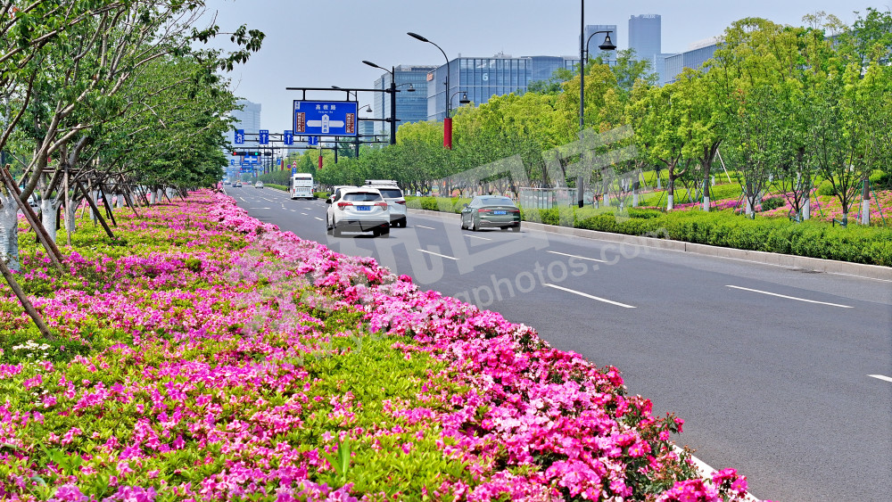 鲜花大道-文一西路
