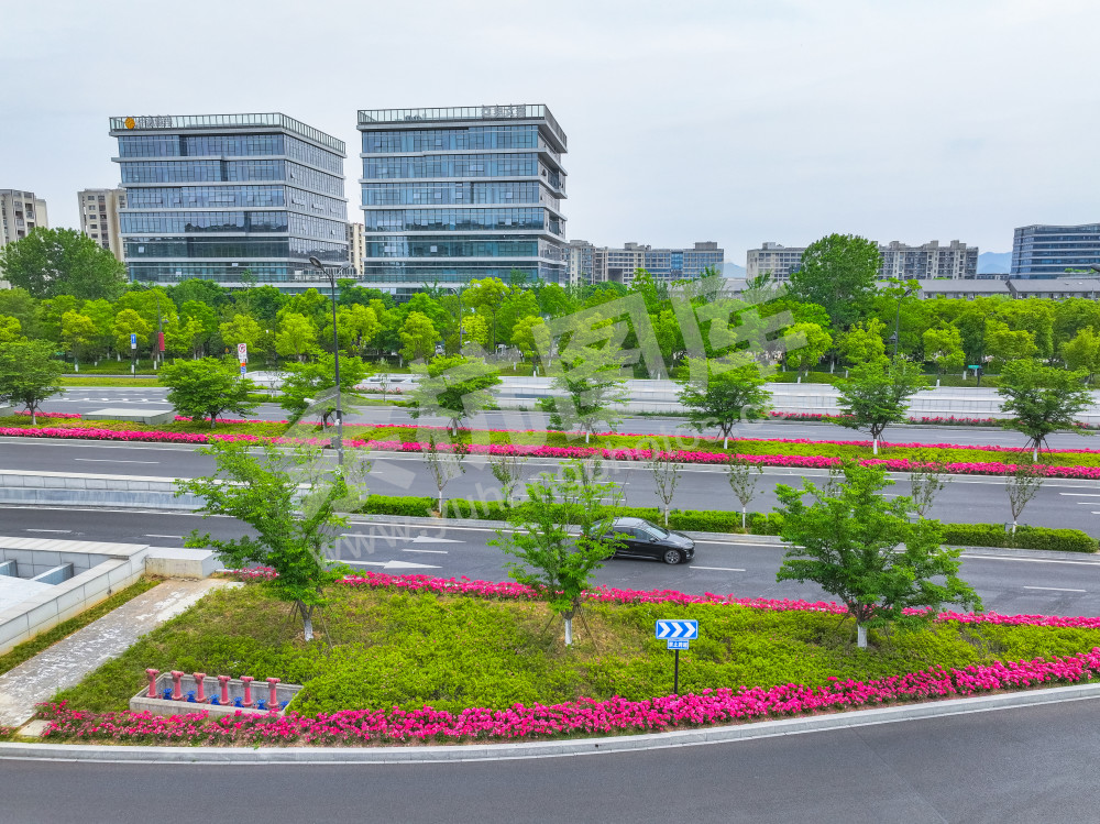 《文一西路月季花大道》