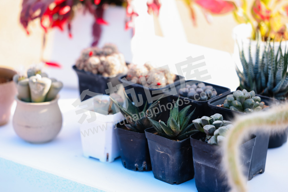 仁和街道第三届"鱼匠"美食争霸赛