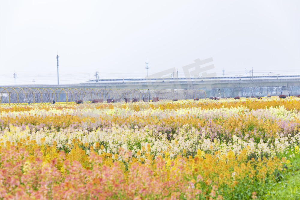 仁和油菜花