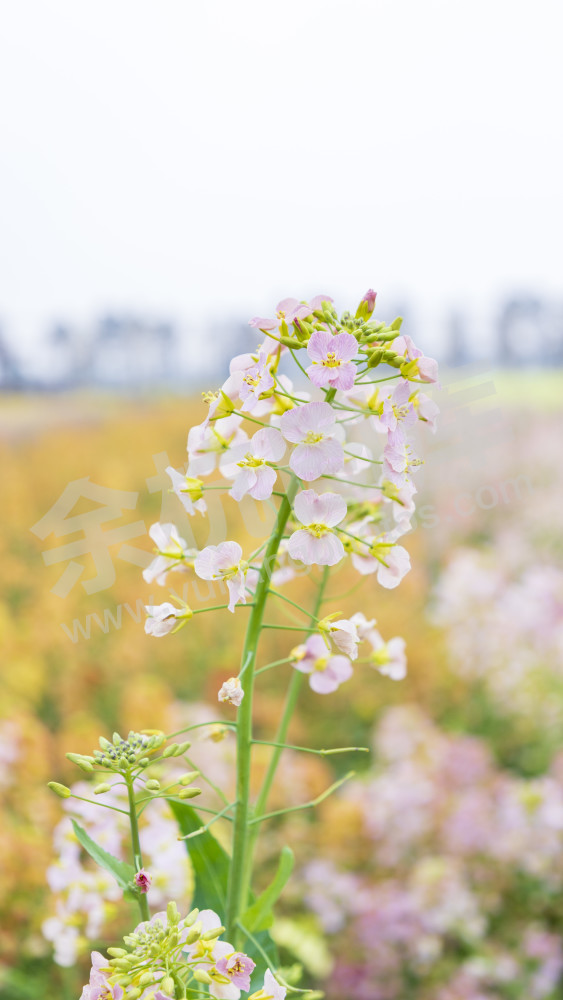 仁和油菜花