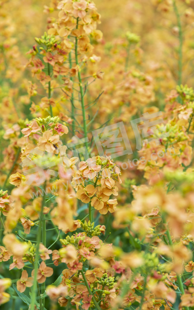 仁和油菜花