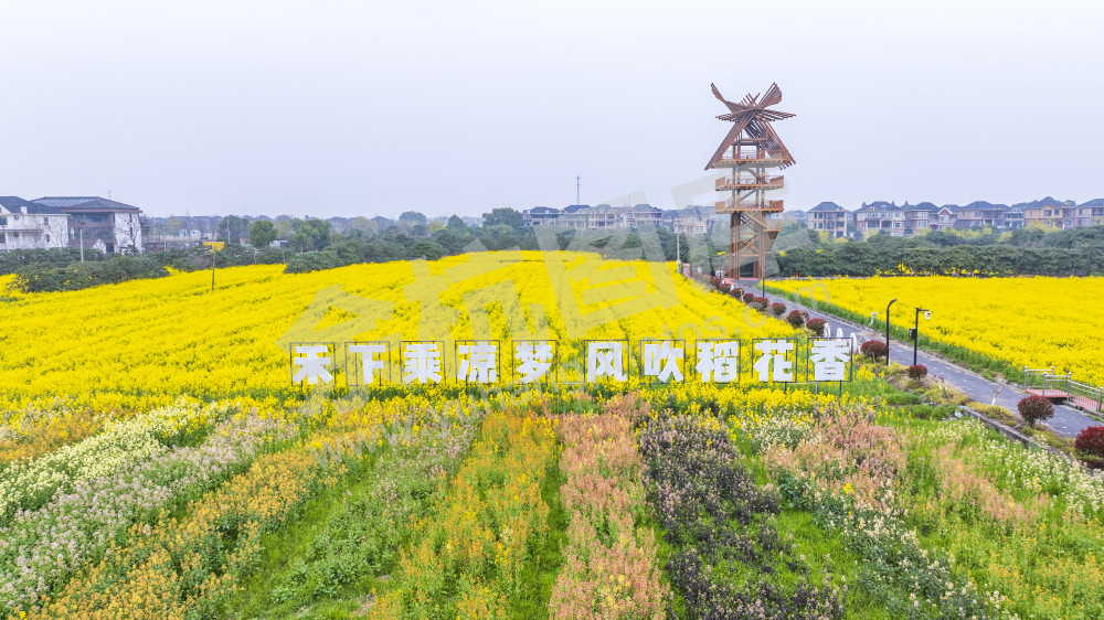 仁和油菜花