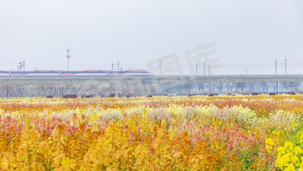 仁和油菜花