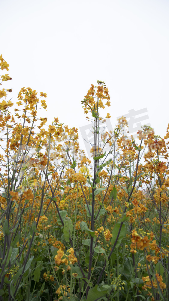 永安村油菜花
