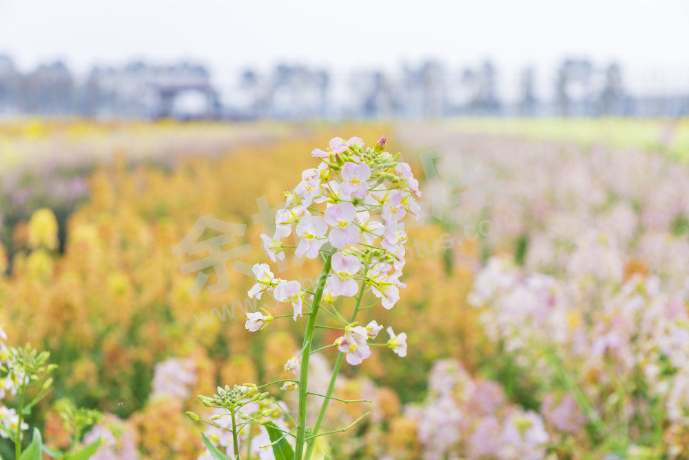 仁和油菜花