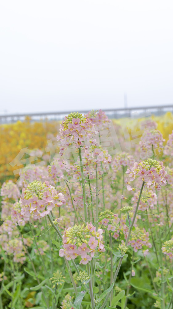 永安村油菜花