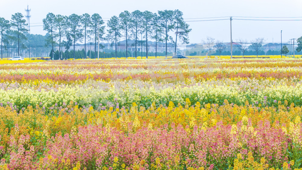 仁和油菜花