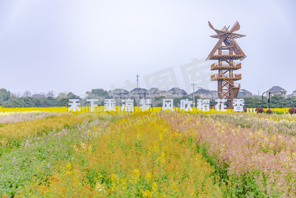 仁和油菜花