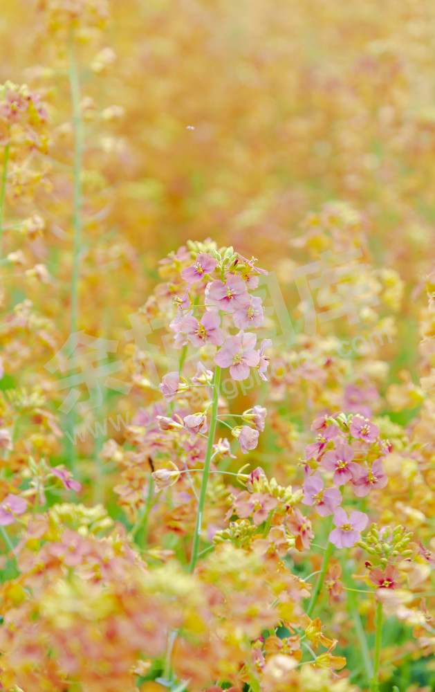 仁和油菜花