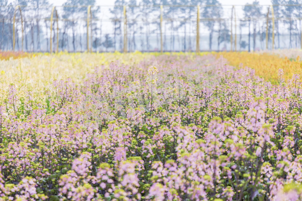 仁和油菜花