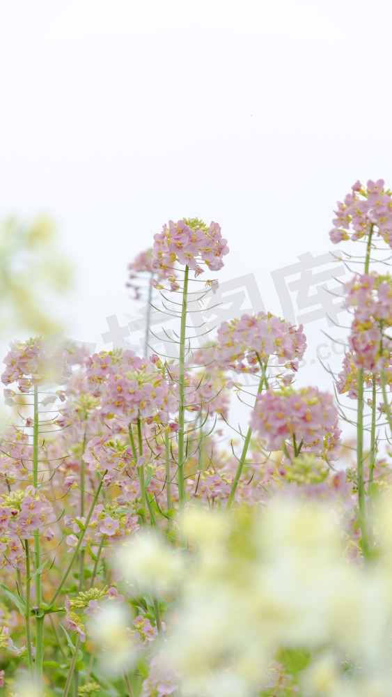 永安村油菜花