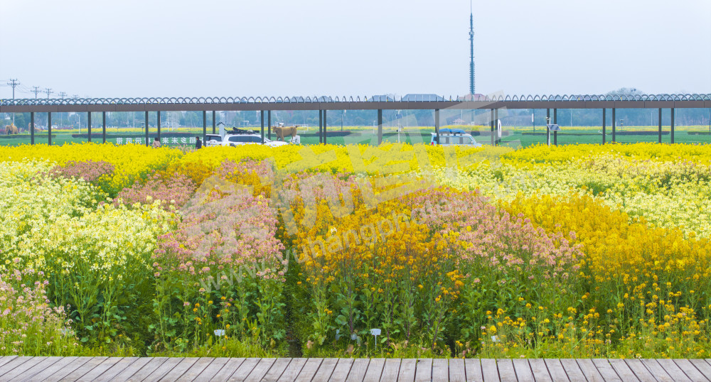 永安村油菜花