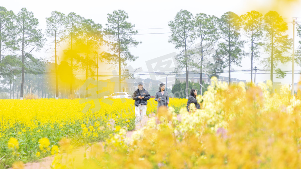仁和油菜花