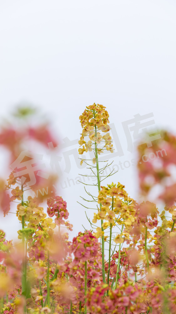 仁和油菜花