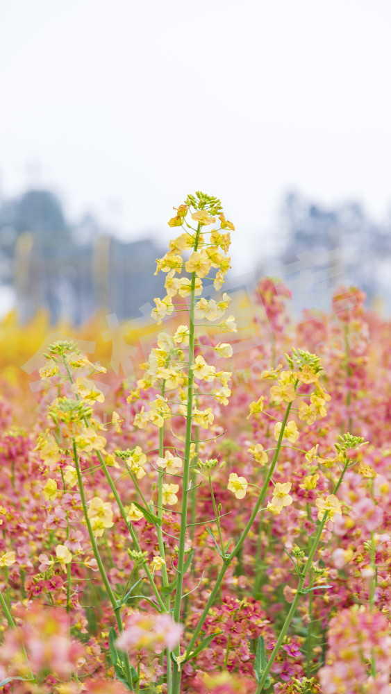 仁和油菜花