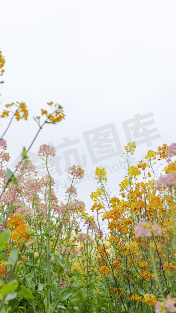 永安村油菜花