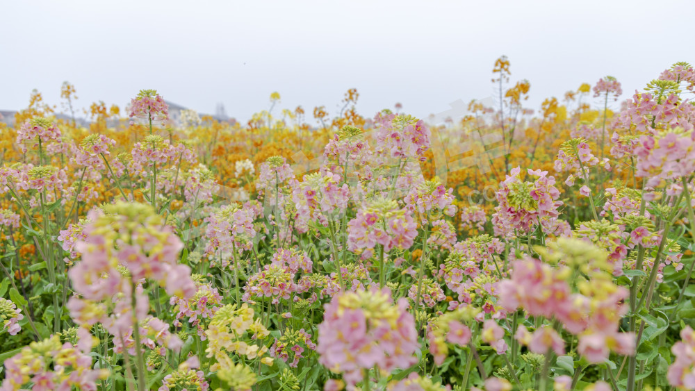 永安村油菜花