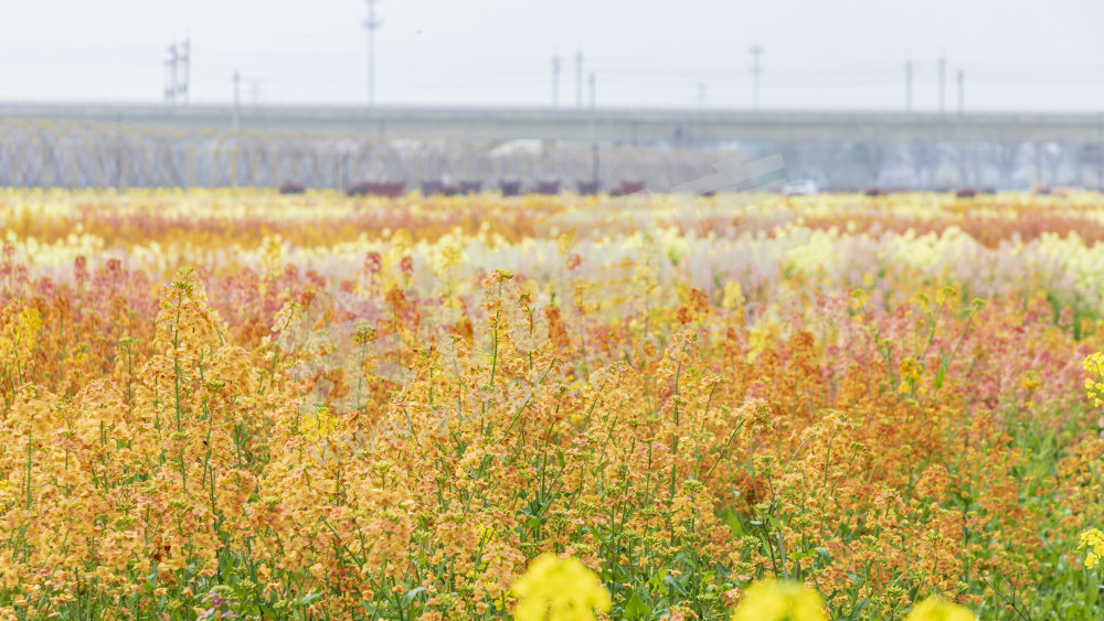 仁和油菜花