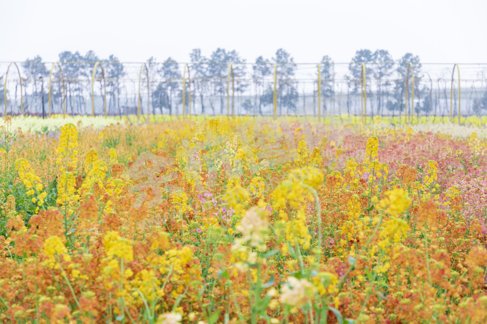 仁和油菜花