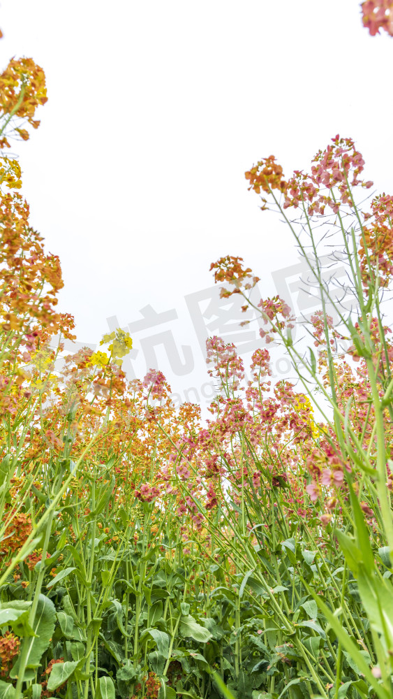 仁和油菜花
