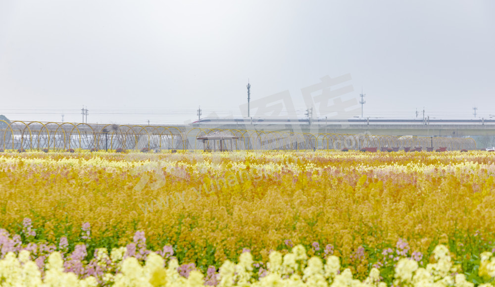 仁和油菜花