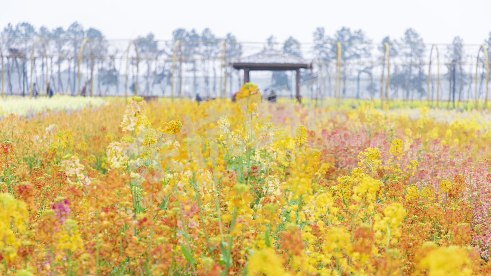 仁和油菜花