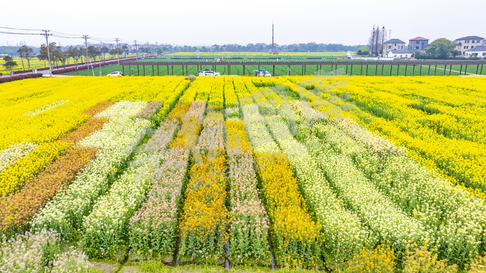 永安村油菜花