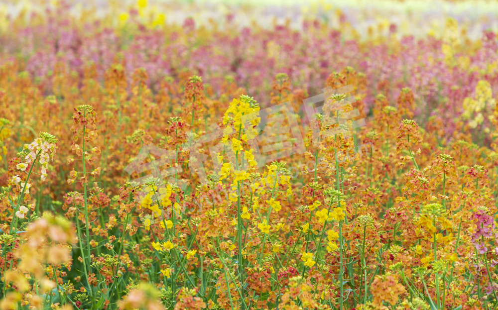 仁和油菜花