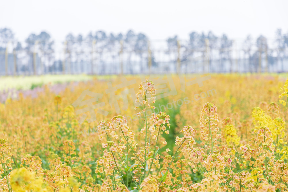 仁和油菜花