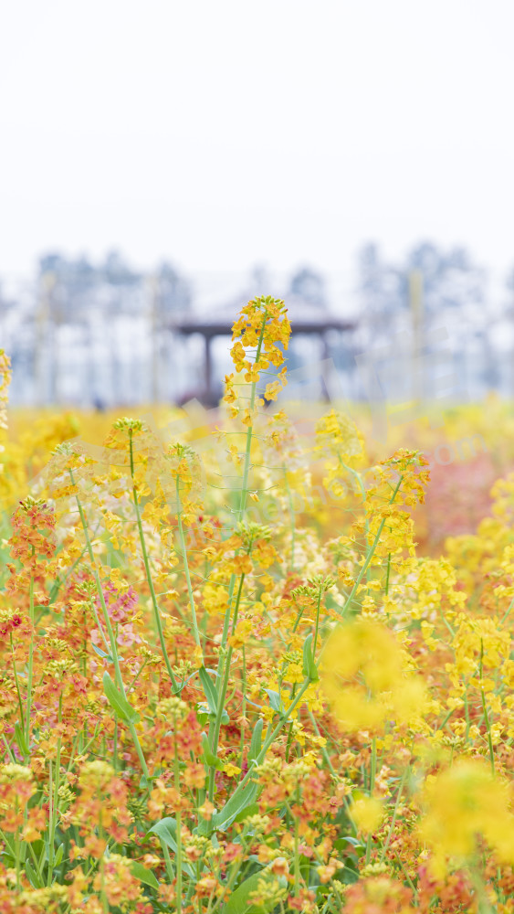 仁和油菜花
