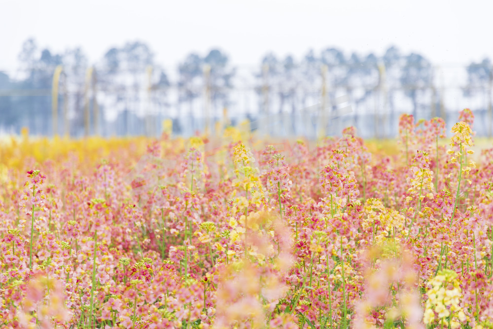 仁和油菜花