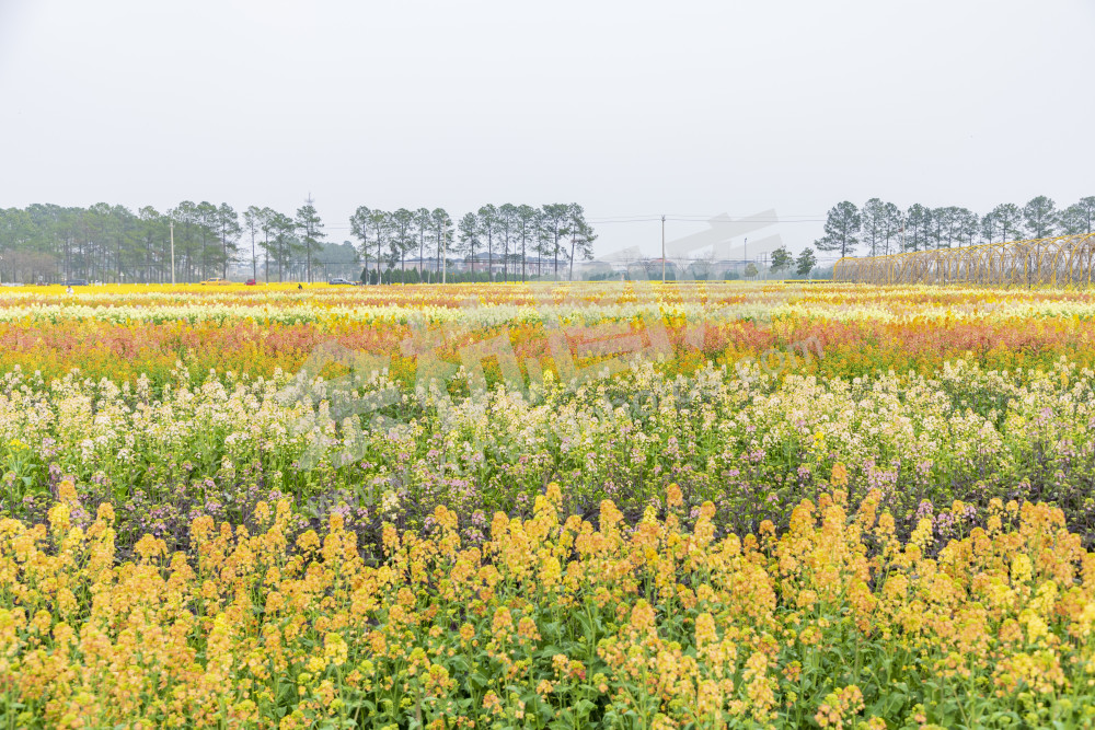 仁和油菜花