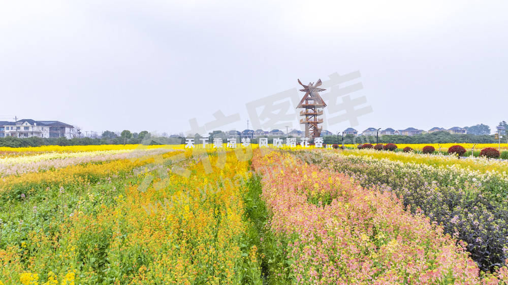 仁和油菜花