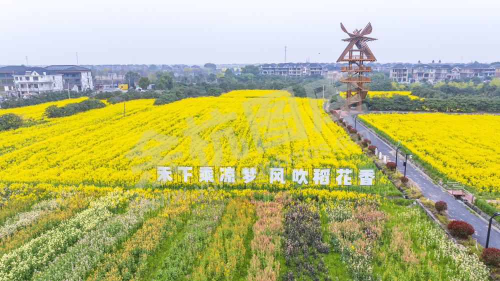 仁和油菜花