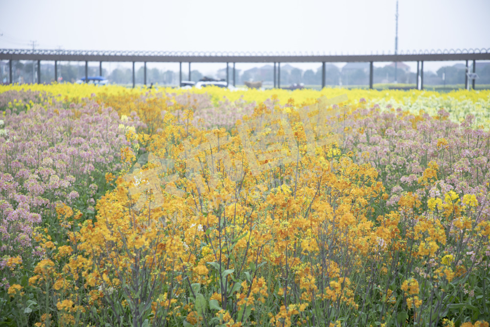 永安村油菜花
