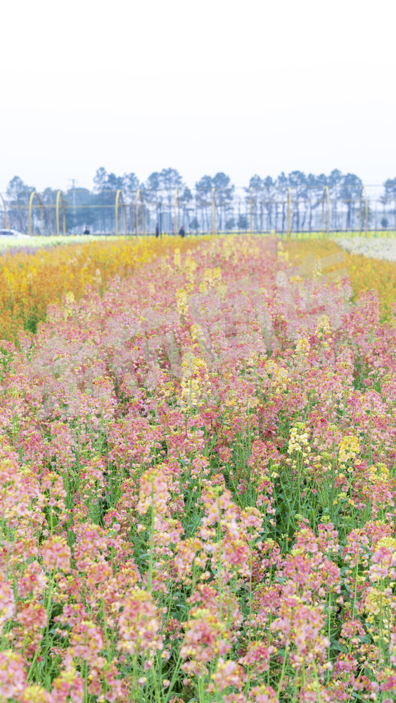 仁和油菜花