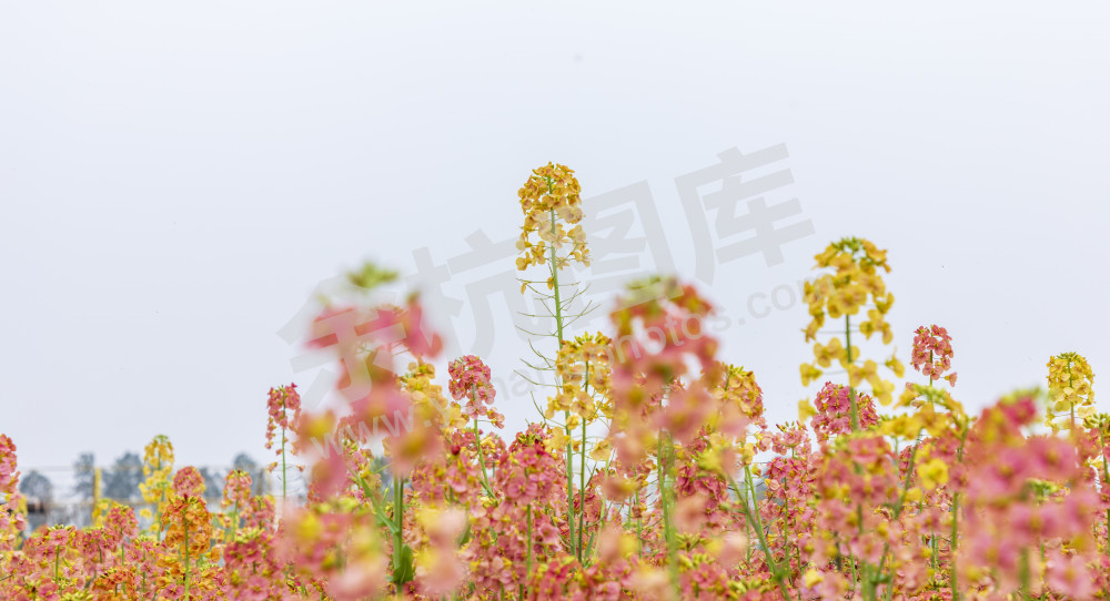 仁和油菜花