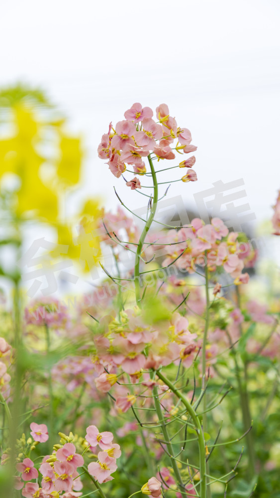永安村油菜花