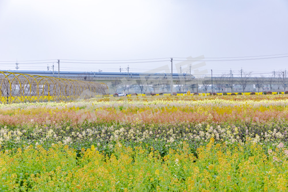 仁和油菜花