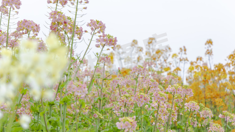 永安村油菜花