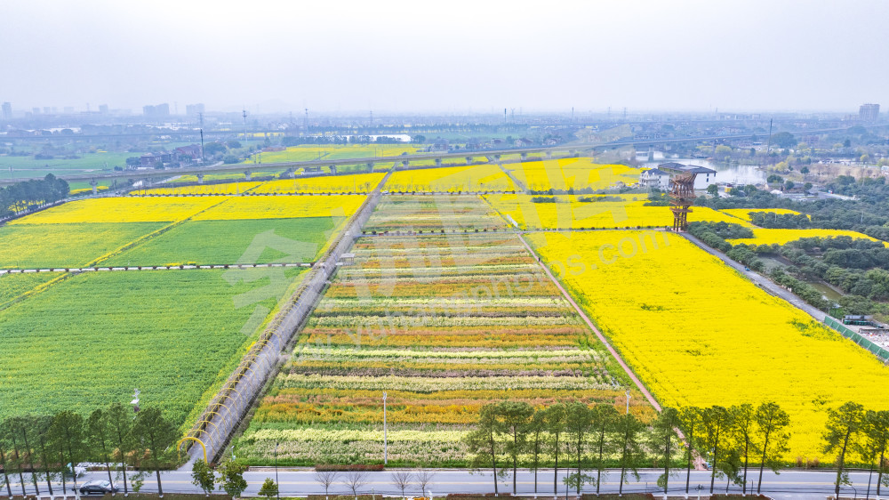 仁和油菜花