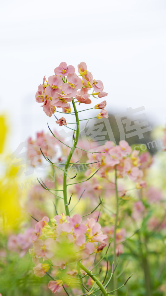 永安村油菜花