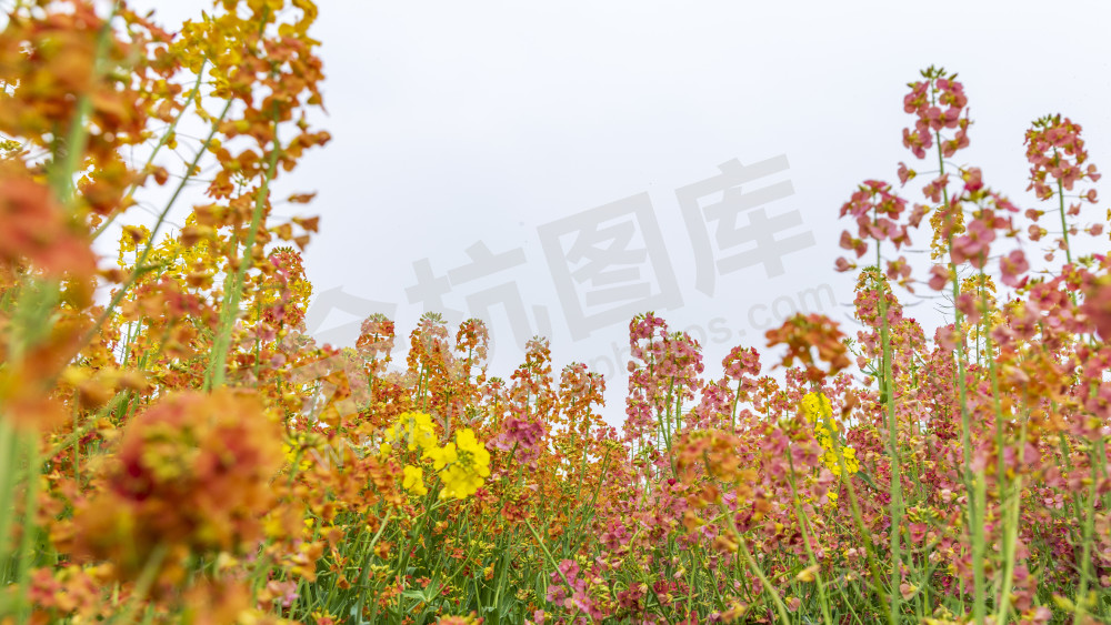 仁和油菜花