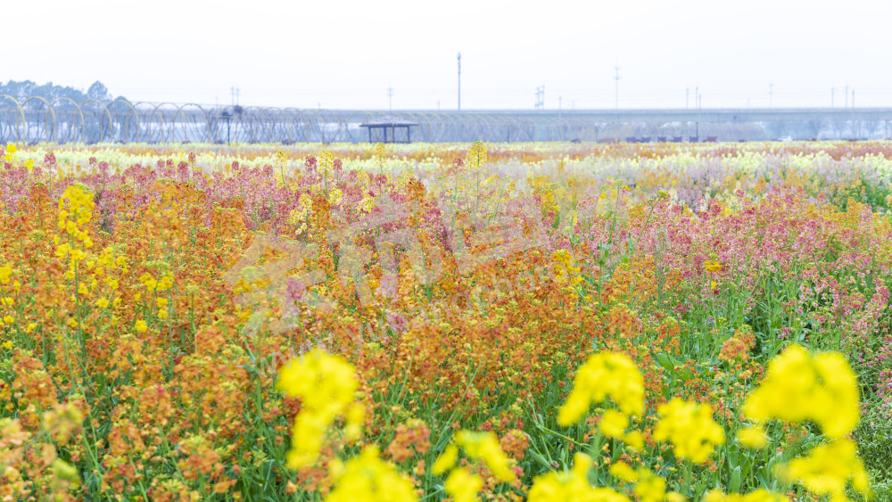 仁和油菜花