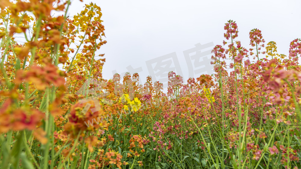 仁和油菜花
