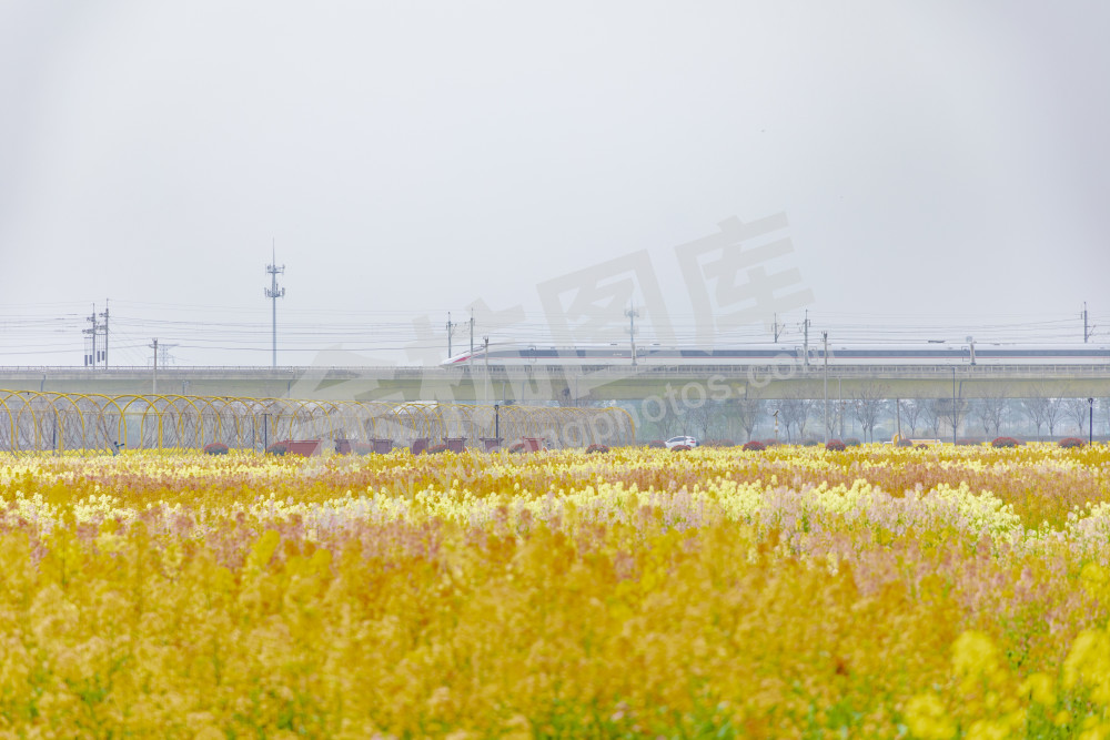仁和油菜花