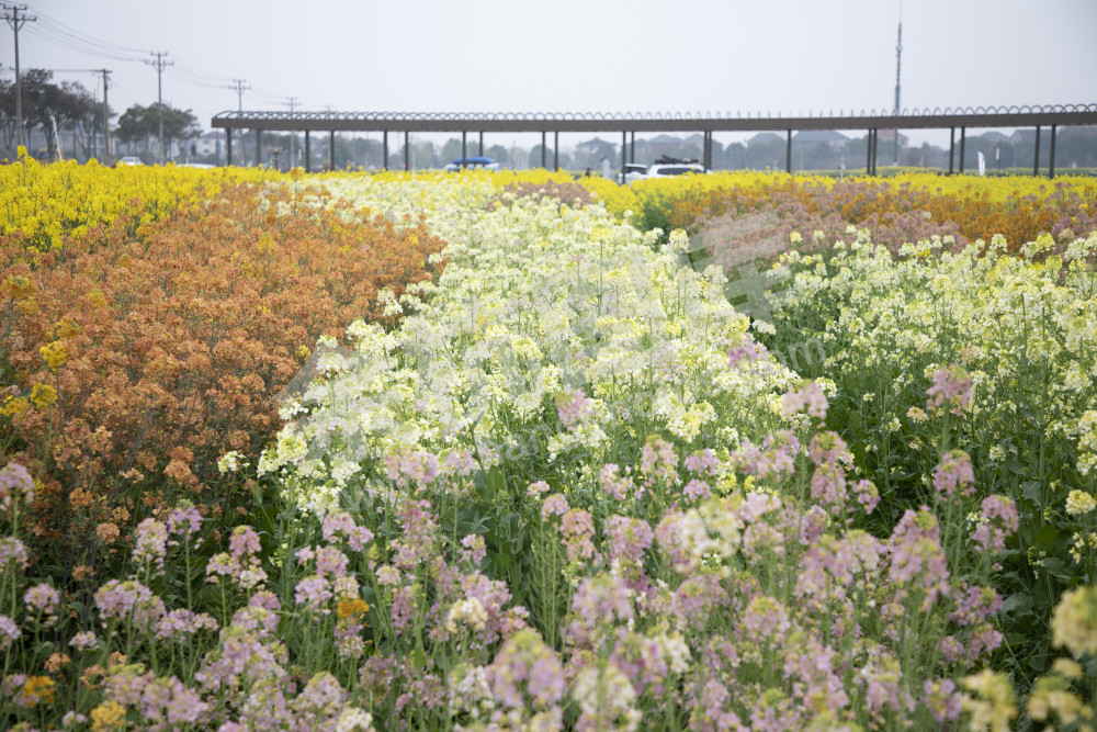 永安村油菜花