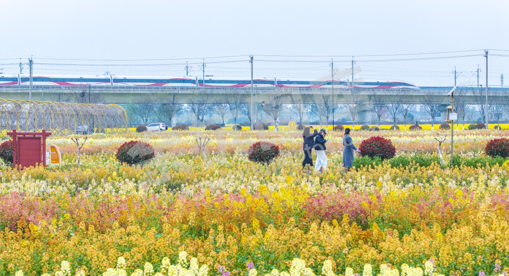 仁和油菜花