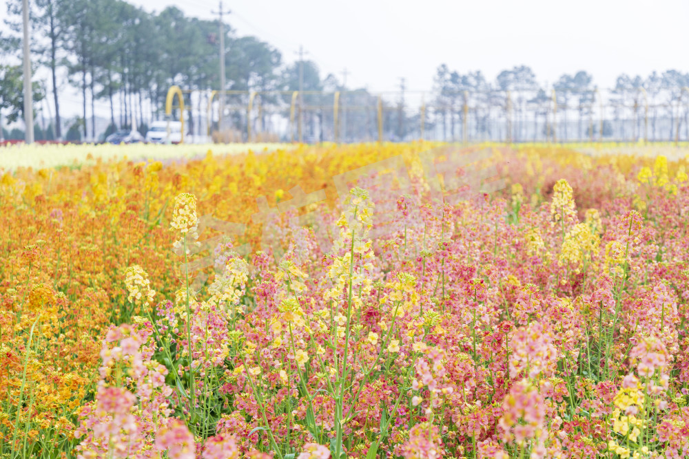 仁和油菜花